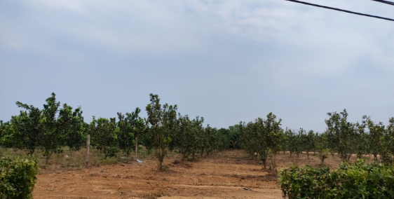 chỉ với 300tr sở hữu vườn bưởi có thổ cư mặt tiền lộ nhựa 8m dân cư hiện hữu