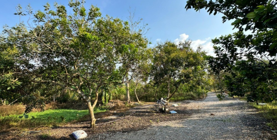 Bán Gấp 2 Sào Trái Cây Cách Nhựa 100m