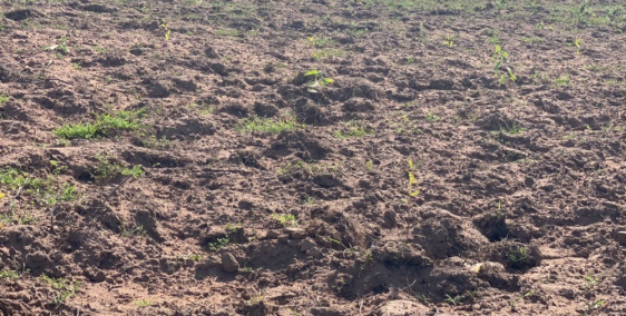 Bán 3 lô đất liền kề chỉ từ 682 triệu/lô, đường hiện hữu, ngay khu dân canh tác