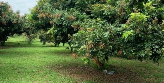 Đất ngộp - Bán gấp 1000m2 - 50m2 thổ cư - Giá 300triệu - View hồ - Vườn trái cây