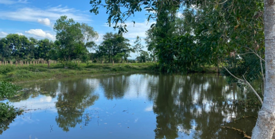 Bán 3 lô đất cây lâu năm hồng liêm đường ô tô, sổ sẵn giá rẻ Lh 0938677909 zalo