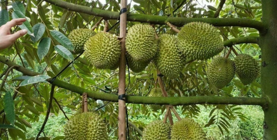 ĐẤT VƯỜN SỔ RIÊNG - GIÁ RẺ BÈO NHÈO KHU TRUNG TÂM TÂY NINH