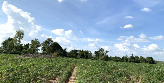 Đất sào sổ hồng riêng Đồng Nai - giá chỉ 233 triệu / Sào - Đầu tư an toàn và