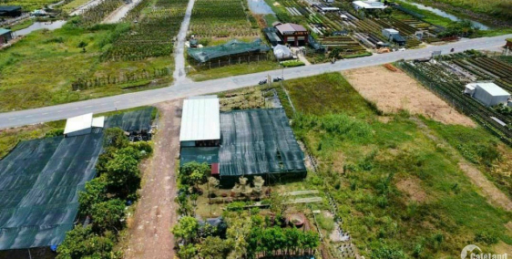 Cần Bán 7000m2 LUA Đường ĐT 852B Phường Tân Quy Tây Sa Đéc Đồng Tháp