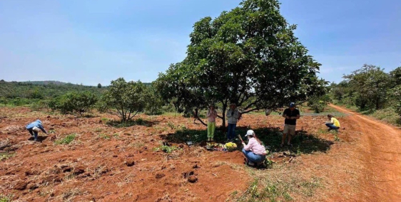 Bán đất vườn bơ, sổ riêng chỉ 235 triệu, bơ đang thu hoạch trái