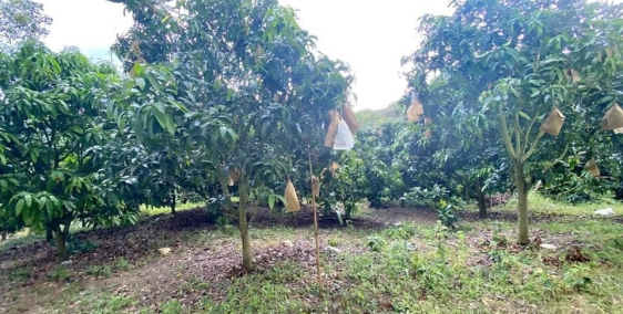 Chính chủ cần bán gấp đất vườn xoài Định Quán 550tr/1000m2