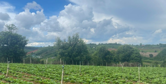 BÁN GẤP ĐẤT BẢO LỘC CÓ THỔ CƯ + SỔ HỒNG RIÊNG