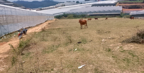 Bán 6sào đất DanKia thị trấn Lạc Dương. 12 tỷ