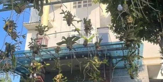 Đầu tư 1584 thổ cư mặt tiền Đào Sư Tích có sẵn biệt thự, gara, sân vườn giá 60t