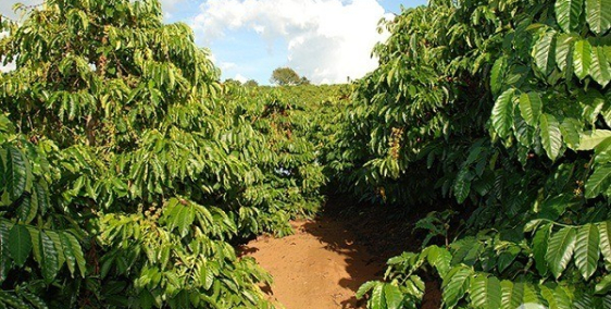 2,2ha giá chỉ 800tr, ngộp bank lắm rồi bà con ơi, tại xã Nâm N'Jang Đắk Song Đắk