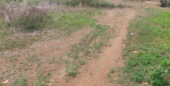 Bán lô đất 1 mẫu 3 đất đỏ badan Lộc Quang, Mặt tiền đường rộng,ô tô.