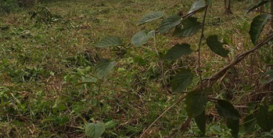 13.3x57m nở hậu 16,4m, tổng 921,2m2, đường 600A, Phú An, giá 2,6 Tỷ