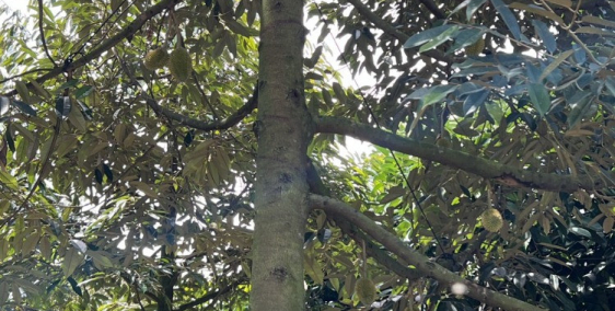 Cần bán gấp đất phù hợp nghỉ dưỡng tại Xuân Lập