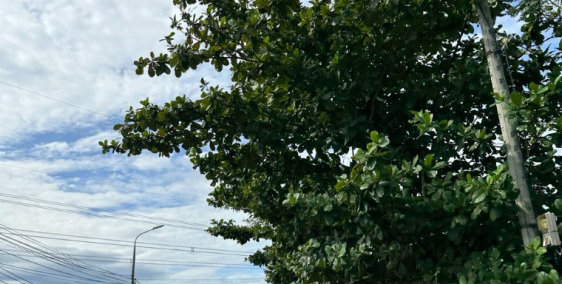 Đất biệt thự Hòa Vang  Đà Nẵng ngang 12 gần mỳ quảng Túy loan cần bán