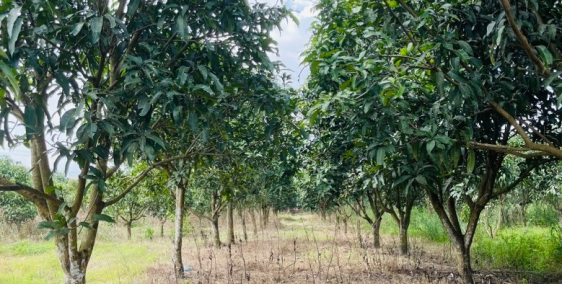 Mình bán 1,2 hecta đất vườn Xuân Lộc. Đường betong xe tải