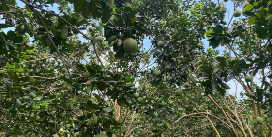 Vườn cây ăn trái 1000m2 Sổ hồng riêng Giá 350tr