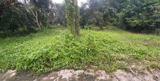 650tr ~ 1,9tr/m2Dãy Nền Đẹp 6,3*49 (336m2) Có 100 Thổ Cư, Rạch Ba Cui, Cách