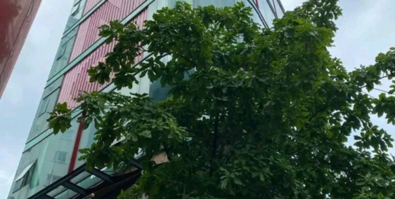 Bán TOÀ NHÀ VĂN PHÒNG mặt tiền Quận 3. 8 tấm ngang khủng 12m.