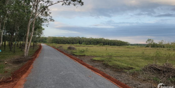 Còn lô Thiện Hưng 299 triệu/305m2 thổ cư sắp lên đường nhựa