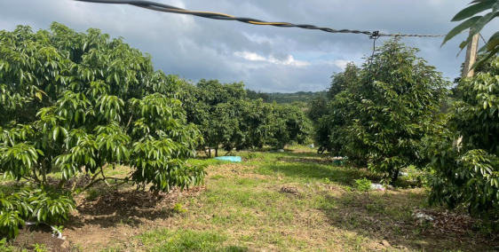 CẦN BÁN LÔ ĐẤT CÓ THỔ CƯ HIỆN ĐANG TRỒNG SẦU RIÊNG TẠI XUÂN PHÚ EAKAR DAKLAK