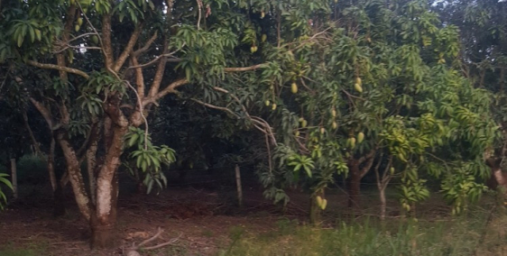 Kẹt Tiền Bán Lỗ 50% 2 Lô Đất 2000m Ngay KCN,Dân Đông, Ô Tô Tránh Nhau