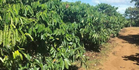 Cần bán gần 3 sào đất hẻm Ngô Quyền, huyện Dilinh, Lâm Đồng