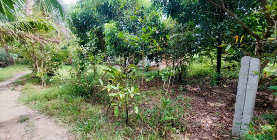 Miếng Vườn 611m2 CLN, Mặt Tiền 25m, Giáp Lộ 2m, Đang Trồng Măng Cụt & Dừa