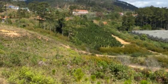 Giảm 3 tỷ SRNN 1,2ha, mặt tiền QL27C, Đa Nhim - Lạc Dương - 22 tỷ còn 19 tỷ. CC