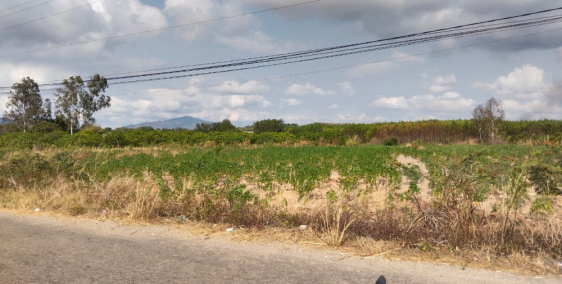 Đất phủ hồng TT Tân Minh, Hàm Tân, Bình Thuận