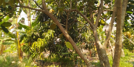 Bán đất vườn có sẵn cây ăn trái tại đá bạc giáp long tân, điện nước có sẵn.