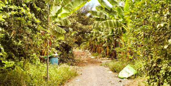 Bán NHANH 7,1 Sào Đất Trồng Cây Lâu Năm Tại Xã Sông Trầu, huyện Trảng Bom