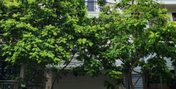 Nhà mặt tiền Phố Trạm cần cho thuê