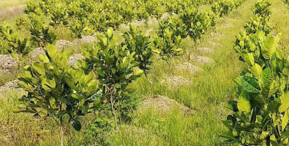 Bán đất vườn 685m2 tặng luôn vườn mít