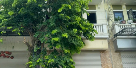 Cho Thuê Nhà Liền Kề nguyên căn 4 Tầng Tại KĐT mới Phú Lương (có hình) sử dụng n