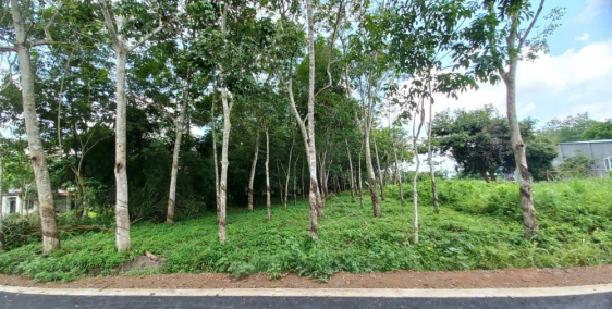 Đất CLN Chính Chủ giáp KCN tại Long Hòa, Dầu Tiếng, Bình Dương