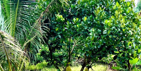 Cần bán vườn cây ăn trái 1000m2 / 595TR - Gần Hồ Trị An - Khu Công Nghiệp