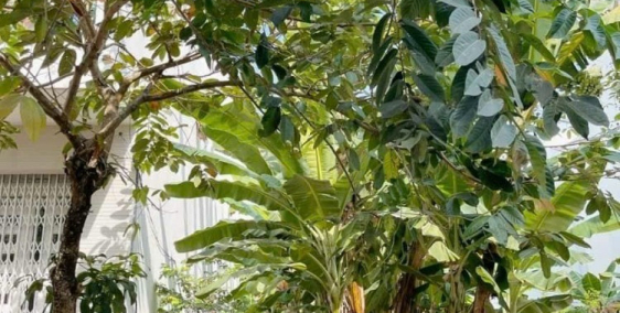 BÁN NỀN ĐƯỜNG B2 KHU HƯNG PHÚ ,QUẬN CÁI RĂNG TP CẦN THƠ