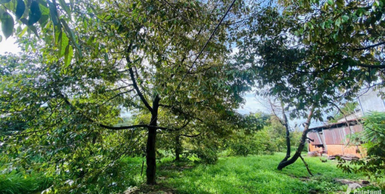 Vườn Sầu Riêng 1426m2, Rạch Cây Cẩm, Trường Long, Phong Điền.