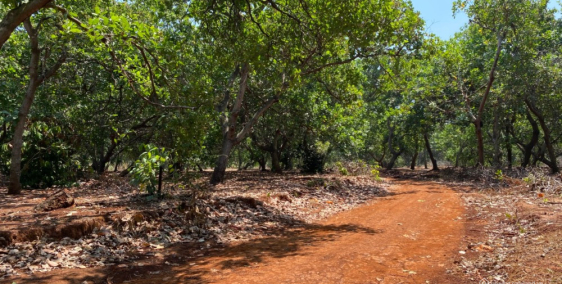 Bán 2 xào Điều, 200m2 thổ cư, 185tr, Tân Hưng, Hớn Quản Bình Phước