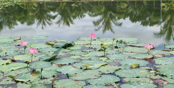 Bán đất trồng cây lâu năm tại xã bảo quang thành phố long khánh