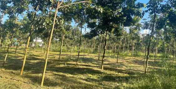 Bán 3 xào cao su, tặng nhà cấp 4,Ngay Tỉnh Lộ 758 Tân Hưng, Hớn Quản, 265tr