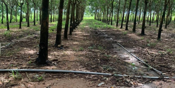 Đất cao su 9 chủ cần bán điện nước đủ đường xe tả đang cho thu hoạch 20-25 triệu