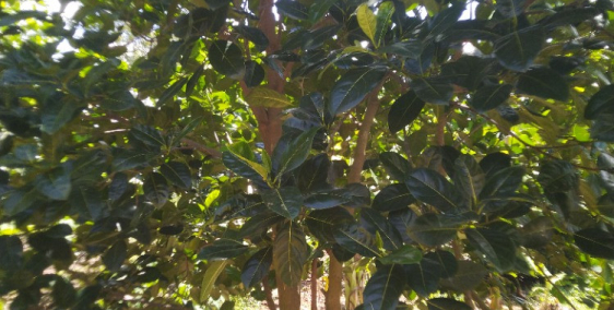 Bán nhanh 2 sào đất vườn cây ăn trái giáp ranh xã long tân.