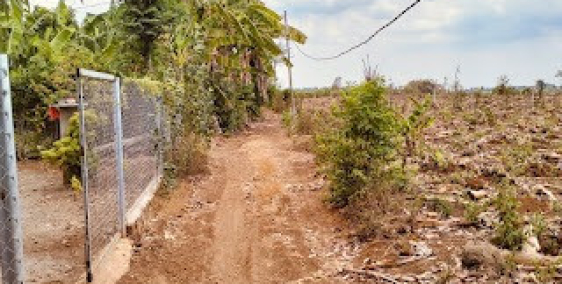 Bán 7,1 Sào Đất Trồng Chuối Tại Sông Trầu, Trảng Bom