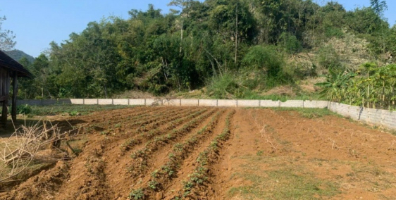 Đất thổ cư, cây lâu năm đẹp - Phong Điền - TP.Cần Thơ