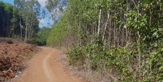 2000m2 đất bán 280triệu xã bình trị huyện bình sơn ngay biển gành yến quảng ngãi