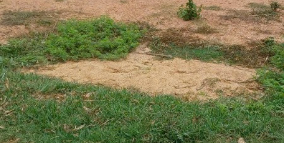  SIÊU SALE LÔ ĐẤT ĐẸP GẦN TRUNG TÂM THỂ THAO CÁT HƯNG - PHÙ CÁT 