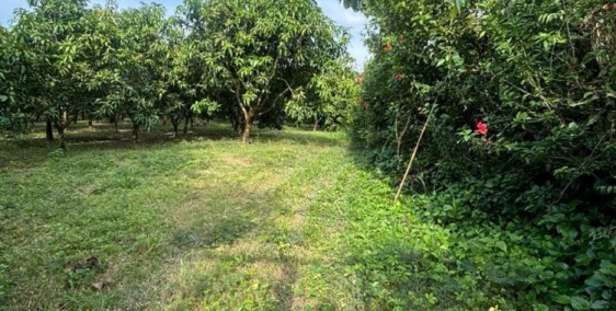 Bán đất tại Đường Quốc Lộ 20, Xã Phú Ngọc, Định Quán, Đồng Nai diện tích 6744m2