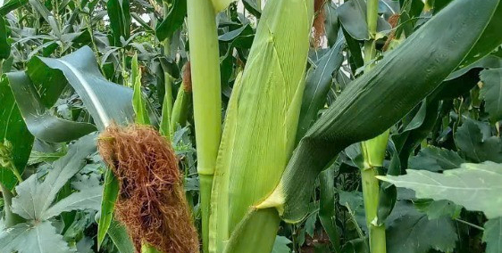 𝗕Á𝗡 ĐẤ𝗧 ĐƯỜ𝗡𝗚 𝟴 𝗟Ò 𝗟𝗨 – 𝗤𝟵 [𝟯.𝟰 𝗧Ỷ] - Trường Thạnh, TP Thủ Đức