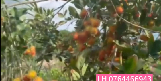 Cần tiền bán lỗ vườn chôm chôm, Bình Phước, 3500m2, 400m2 thổ cư